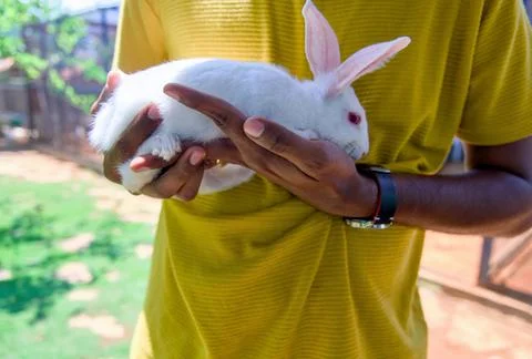 Rabbit in the hands of a man Stock Photos