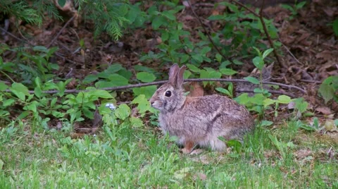 Rabbit, Hare, Bunny, Eastern cottontail  3  Stock Footage 61084454