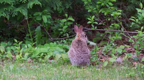 Rabbit, Hare, Bunny, Eastern cottontail  2  Stock Footage 61084482