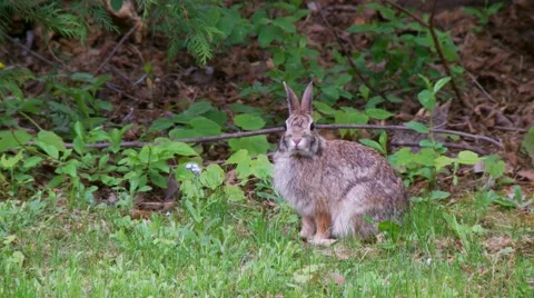 Rabbit, Hare, Bunny, Eastern cottontail  4  Vidéo 61084602