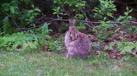 Rabbit, Hare, Bunny, Eastern cottontail  1.  Vídeos de archivo 61084853