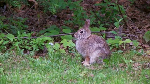 Rabbit, Hare, Bunny, Eastern cottontail  5  Vídeos de archivo 61084960