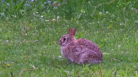 Rabbit, Hare, Bunny, Eastern cottontail  9  스톡 동영상 61084985