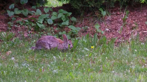 Rabbit, Hare, Bunny, Eastern cottontail  10  Vídeos de archivo 61085330