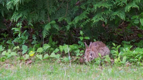 Rabbit, Hare, Bunny, Eastern cottontail  6  Vídeos de archivo 61085336