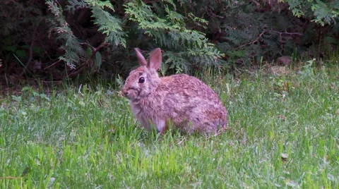 Rabbit, Hare, Bunny, Eastern cottontail 11  Vídeos de archivo 61085427