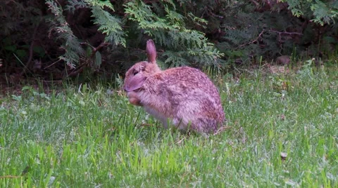 Rabbit, Hare, Bunny, Eastern cottontail  12  Stock Footage 61085682
