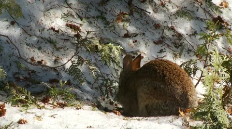 Rabbit, Hare, Bunny, Eastern cottontail  14  Vídeos de archivo 61085689