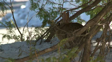 Rabbit, Hare, Bunny, Eastern cottontail 15.  库存影片 61085727