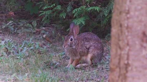 Rabbit, Hare, Bunny, Eastern cottontail  20  動画素材 61085924