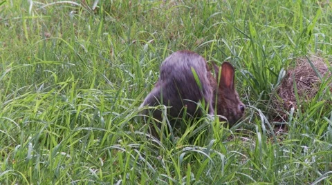 Rabbit, Hare, Bunny, Eastern cottontail  23  Stock-Footage 61086242
