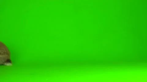 Rabbit hare Green background screen Stock Footage 152581237