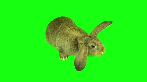 Rabbit hare on a green background screen Stock Footage 259705675