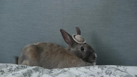 A rabbit in a hat is sitting on the bed Stock Footage 203847662
