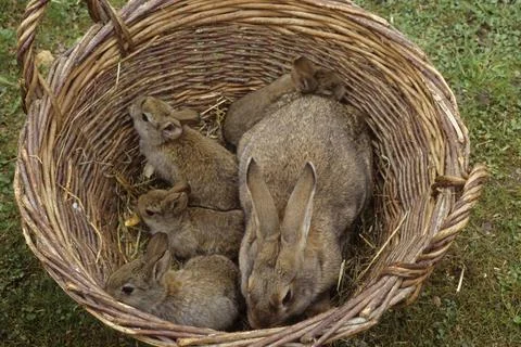  Rabbit, Hauskaninchen, Childrens Pets, Domestic Rabbits Rabbit, Hauskanin... Stock Photos