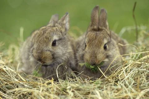  Rabbit, Hauskaninchen, Childrens Pets, Domestic Rabbits Rabbit, Hauskanin... Stock Photos