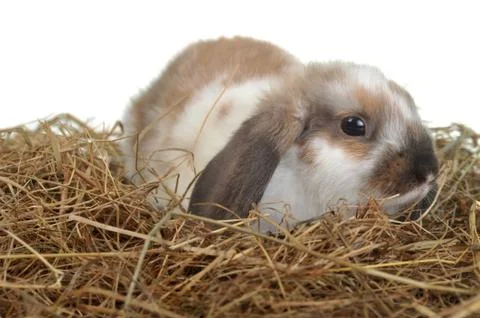 Rabbit on hay Stock Photos