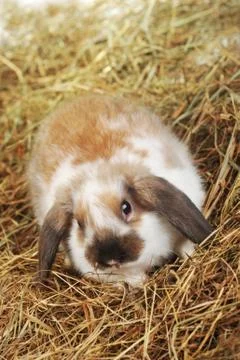 Rabbit on hay Stock Photos