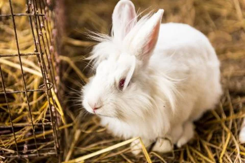 Rabbit on a hay stack. Stock Photos