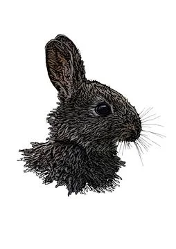 Rabbit head illustration Stock Illustration