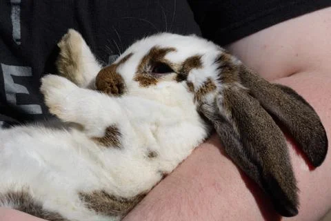 Rabbit held gently and lovingly in arms Stock Photos