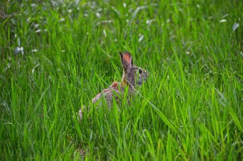 Rabbit hiding in grass Stock Photos