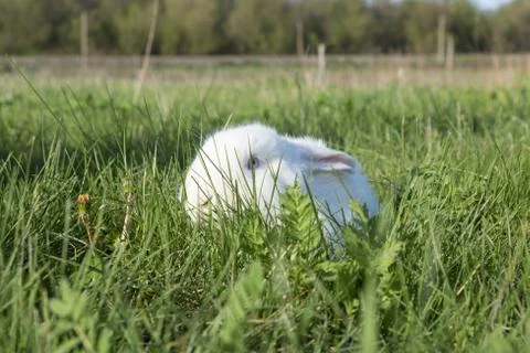 Rabbit hiding in the grass Stock Photos
