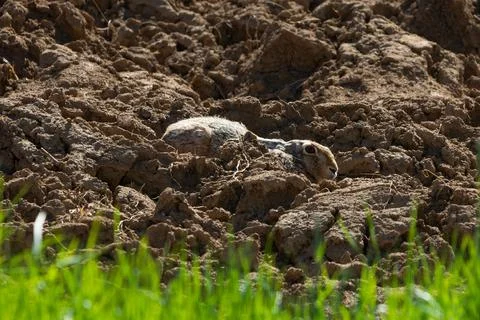 Rabbit hiding in the soil Stock Photos