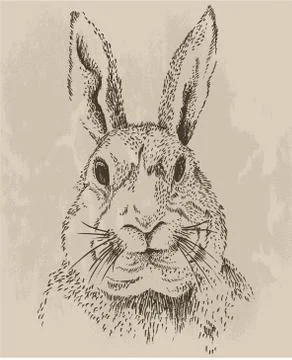Rabbit hipster sketch Stock Illustration