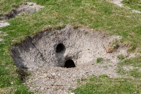 A Rabbit Hole Stock Photos