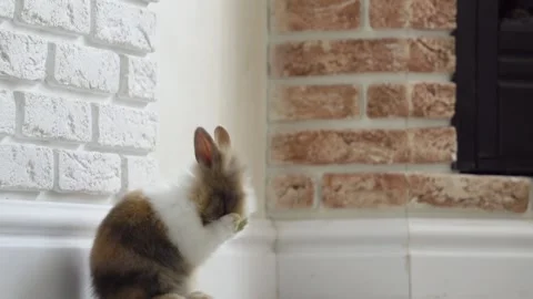 Rabbit in home Stock-Footage 107422788