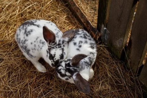 Rabbit home Stock Photos