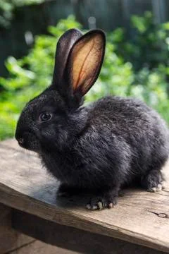 Rabbit home on the plot closer to the natural environment 스톡 사진