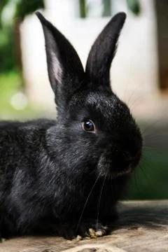 Rabbit home on the plot closer to the natural environment Stock Photos