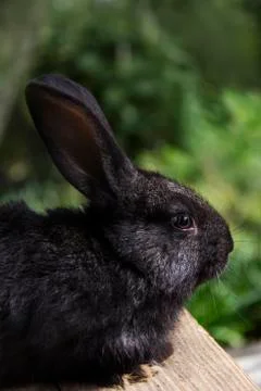 Rabbit home on the plot closer to the natural environment Foto stock
