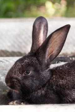 Rabbit home on the plot closer to the natural environment Stock Photos