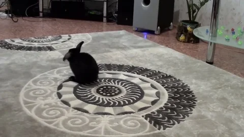 Rabbit hopping across the carpet Video stock 83355115
