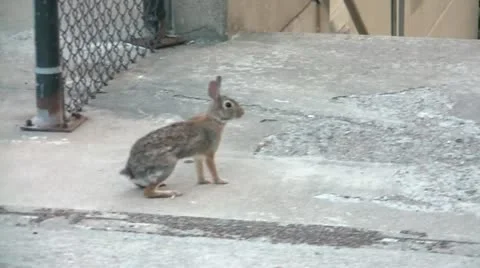 Rabbit Hopping Away Stock Footage