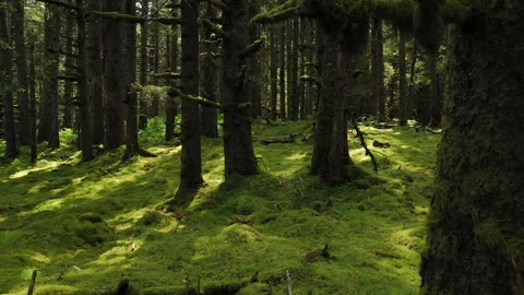 Rabbit hopping through a sunlit alaskan mossy forest Stock Footage 328145603
