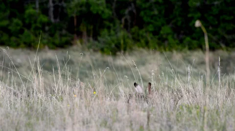 Rabbit hops across a New Mexico field 库存影片 66691699