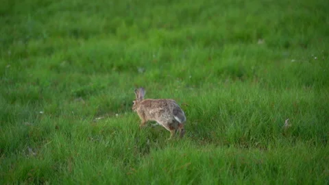 Rabbit hops in the grass during sunset Vídeo Stock 195531850
