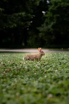 Rabbit hops through green grass in a park surrounded by trees on a sunny day Stock Photos