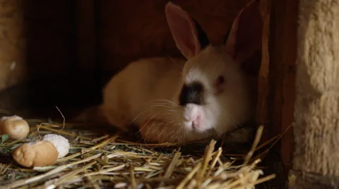 Rabbit Hutch Bread - 4k Stock Footage 53306968
