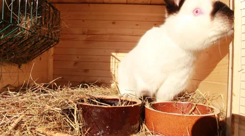 Rabbit in a hutch Video stock 34975969