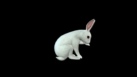 Rabbit Idle Stock Footage