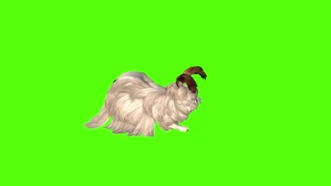 Rabbit Idle Green Screen Animation 4K Rendering Video stock 295557791