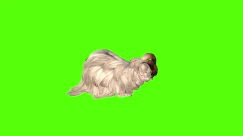 Rabbit Idle Green Screen Animation 4K Rendering Video stock 295557827