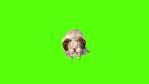 Rabbit Idle Green Screen Animation 4K Rendering Video stock 295557832