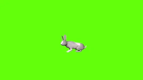 Rabbit idle look green screen animation 3D rendering Stock Footage 297690972