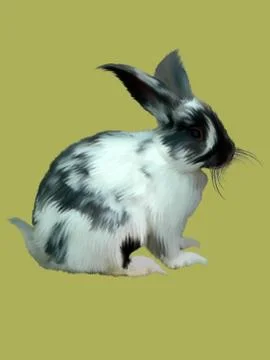 Rabbit Stock Illustration